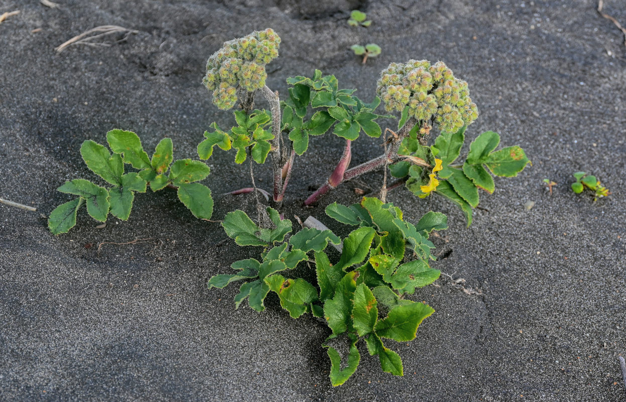 Image of Glehnia litoralis specimen.