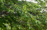 genus Prunus. Ветви с незрелыми плодами. Грузия, Имеретия, окр. водопада Ламина, опушка широколиственного леса. 15.06.2023.