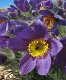 Pulsatilla turczaninovii. Цветок. Великобритания, Шотландия, Эдинбург, Royal Botanic Garden Edinburgh. 4 апреля 2008 г.