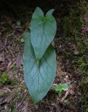 Arum orientale