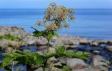 Aralia cordata. Верхушка побега с незрелым соплодием. Курильские о-ва, о-в Итуруп, долина р. Водопадная, устье реки, окраина каменистого пляжа. 16.08.2023.