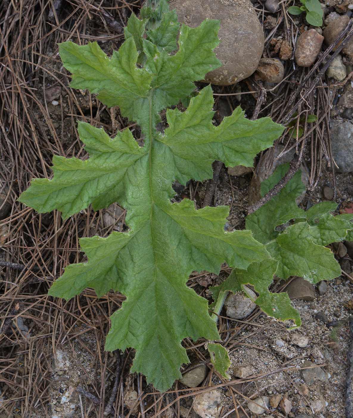 Image of genus Carduus specimen.