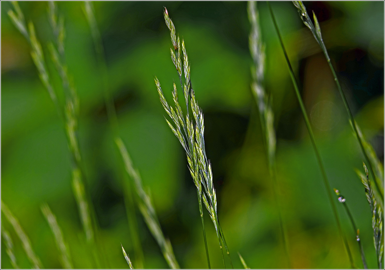 Изображение особи род Festuca.