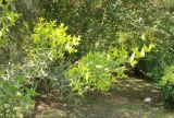 Colletia paradoxa. Ветви. Италия, обл. Тоскана, г. Флоренция, ботанический сад, в культуре. 4 июня 2017 г.
