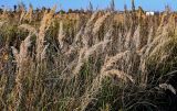 Calamagrostis epigeios