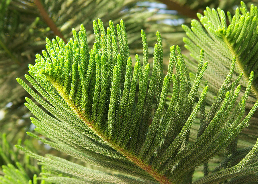 Image of Araucaria heterophylla specimen.