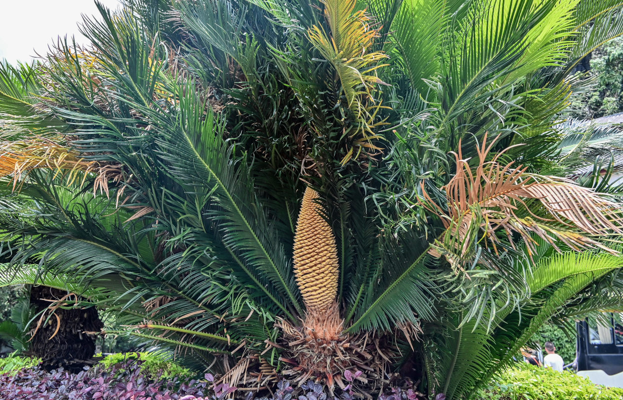 Изображение особи род Cycas.