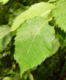 Ulmus laevis