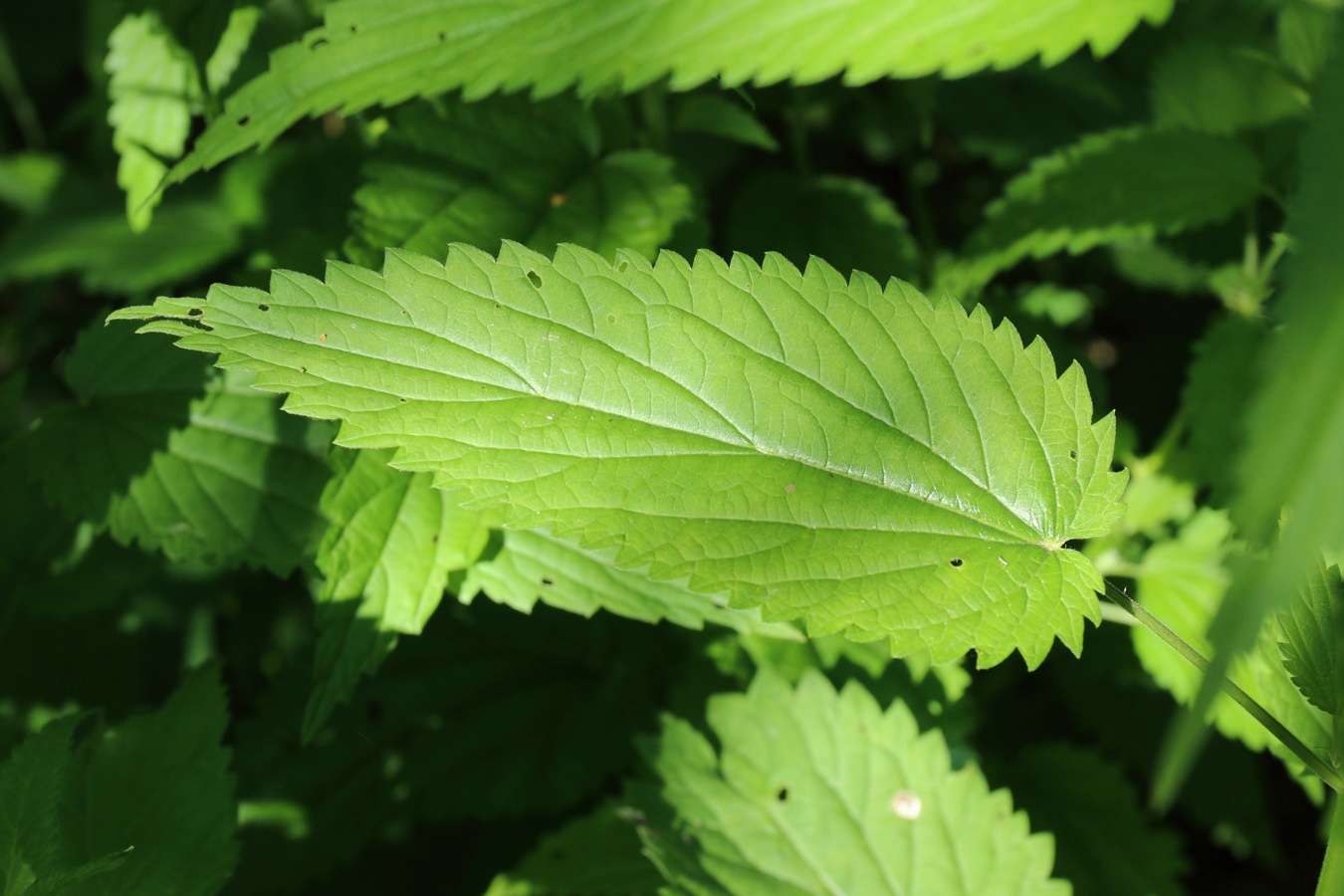 Image of Urtica galeopsifolia specimen.