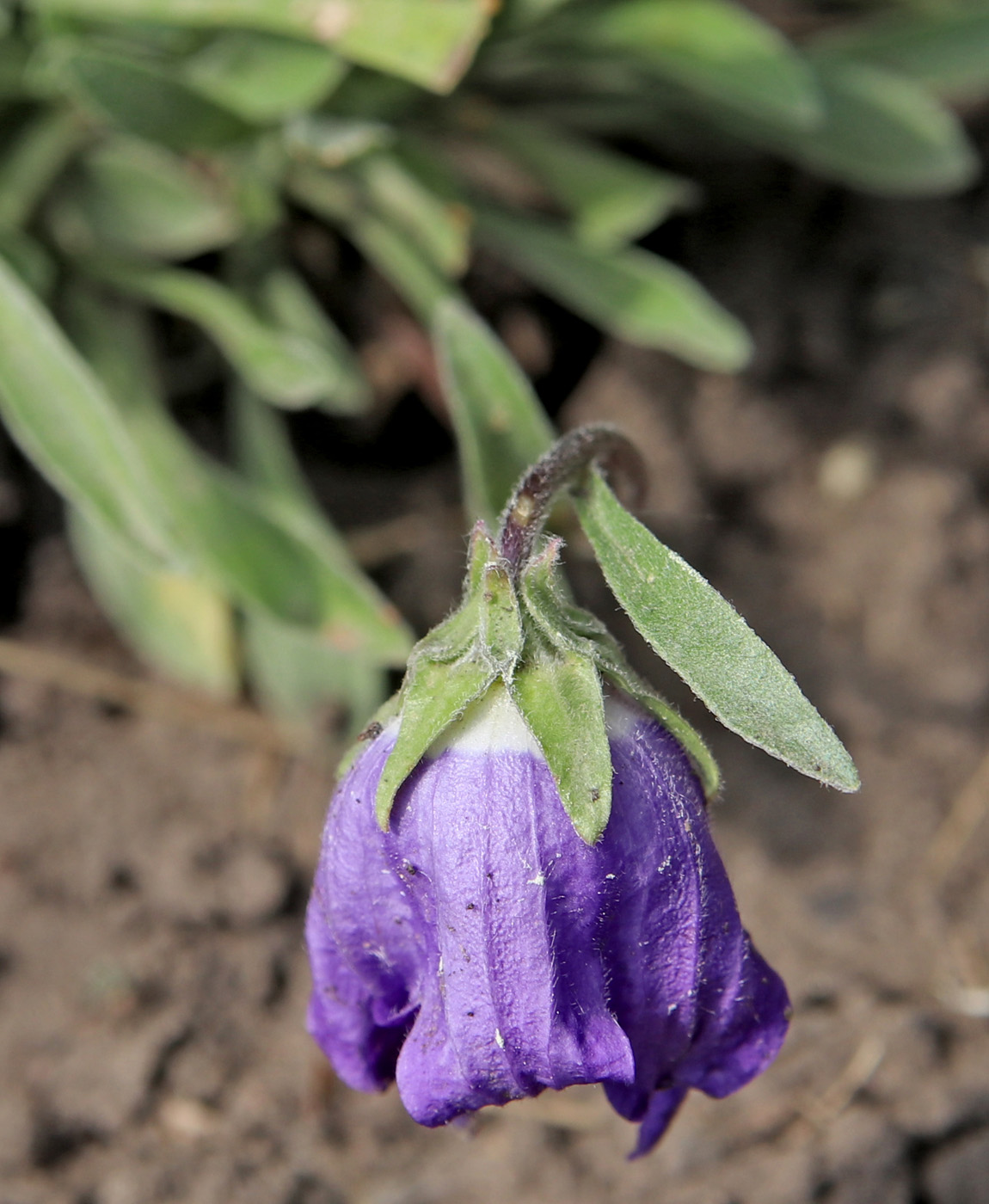 Image of Campanula saxifraga specimen.