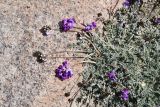 род Oxytropis. Верхушки побегов с цветущими и бутонизирующими соцветиями. Таджикистан, Горно-Бадахшанская автономная обл., Аличурский р-н, Южно-Аличурский хр., пер. Кой-Тезек, выс. ≈ 4271 м н.у.м., высокогорная каменистая пустыня. 4 июля 2024 г.