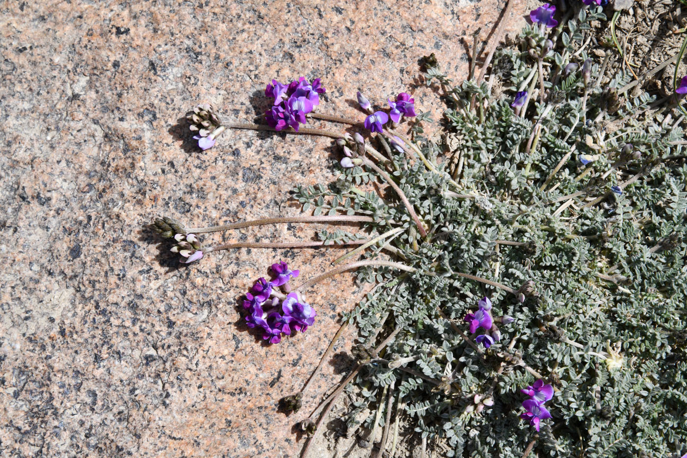 Image of genus Oxytropis specimen.
