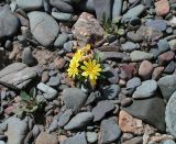 Crepis nana