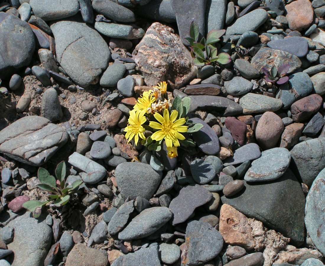 Изображение особи Crepis nana.