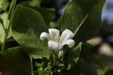 Murraya paniculata
