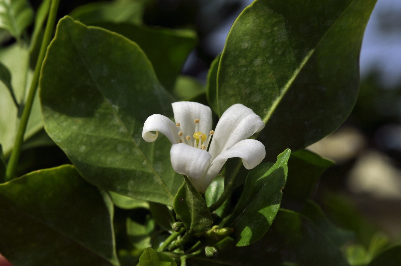 Image of Murraya paniculata specimen.