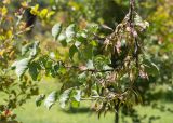 Cercis siliquastrum
