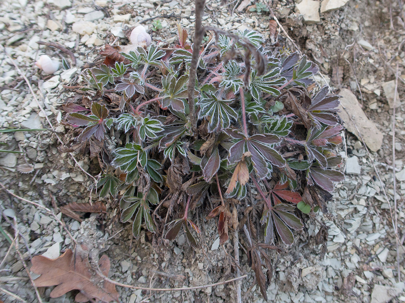 Image of Potentilla taurica specimen.