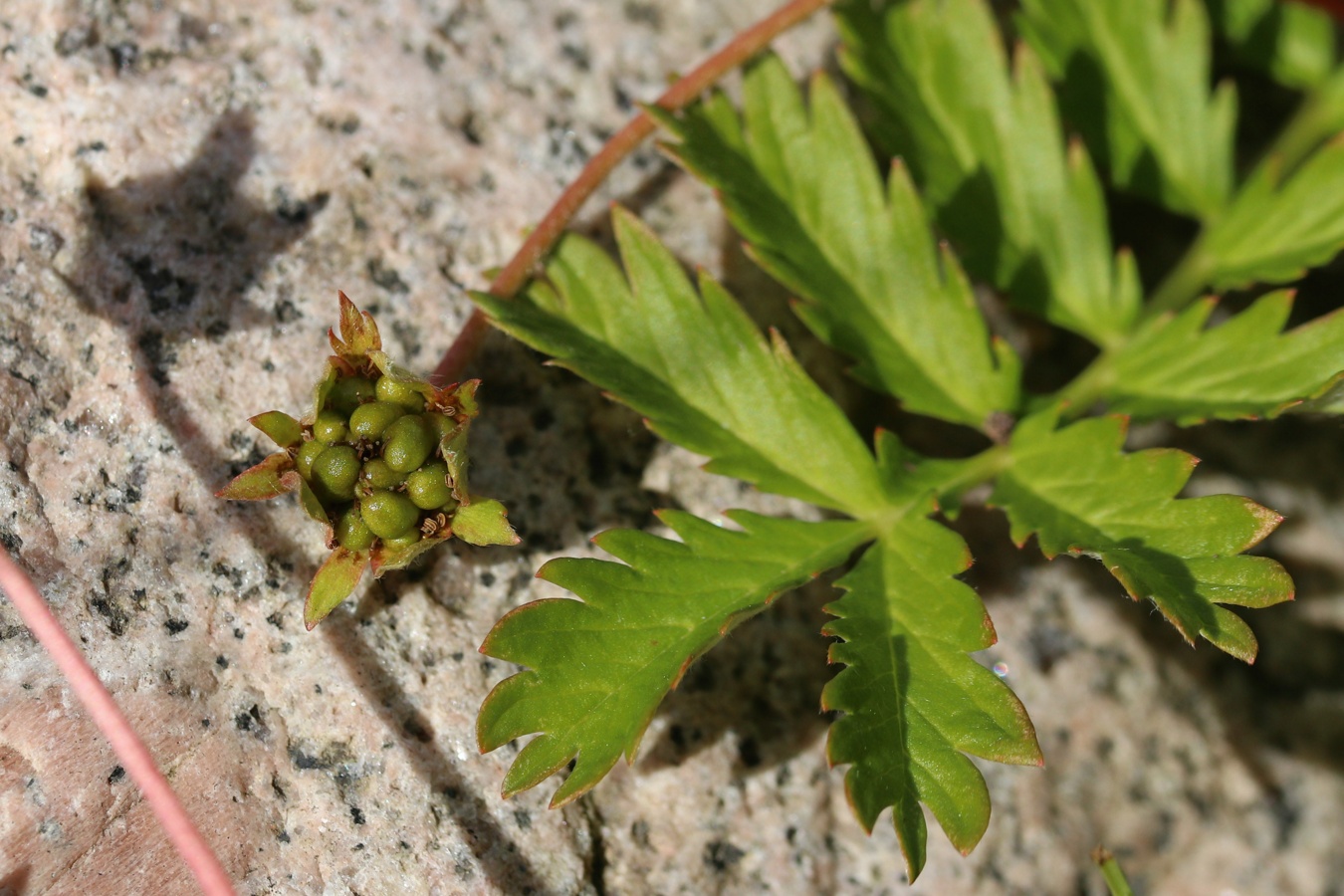 Image of Potentilla anserina specimen.