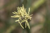 Carex cuspidata