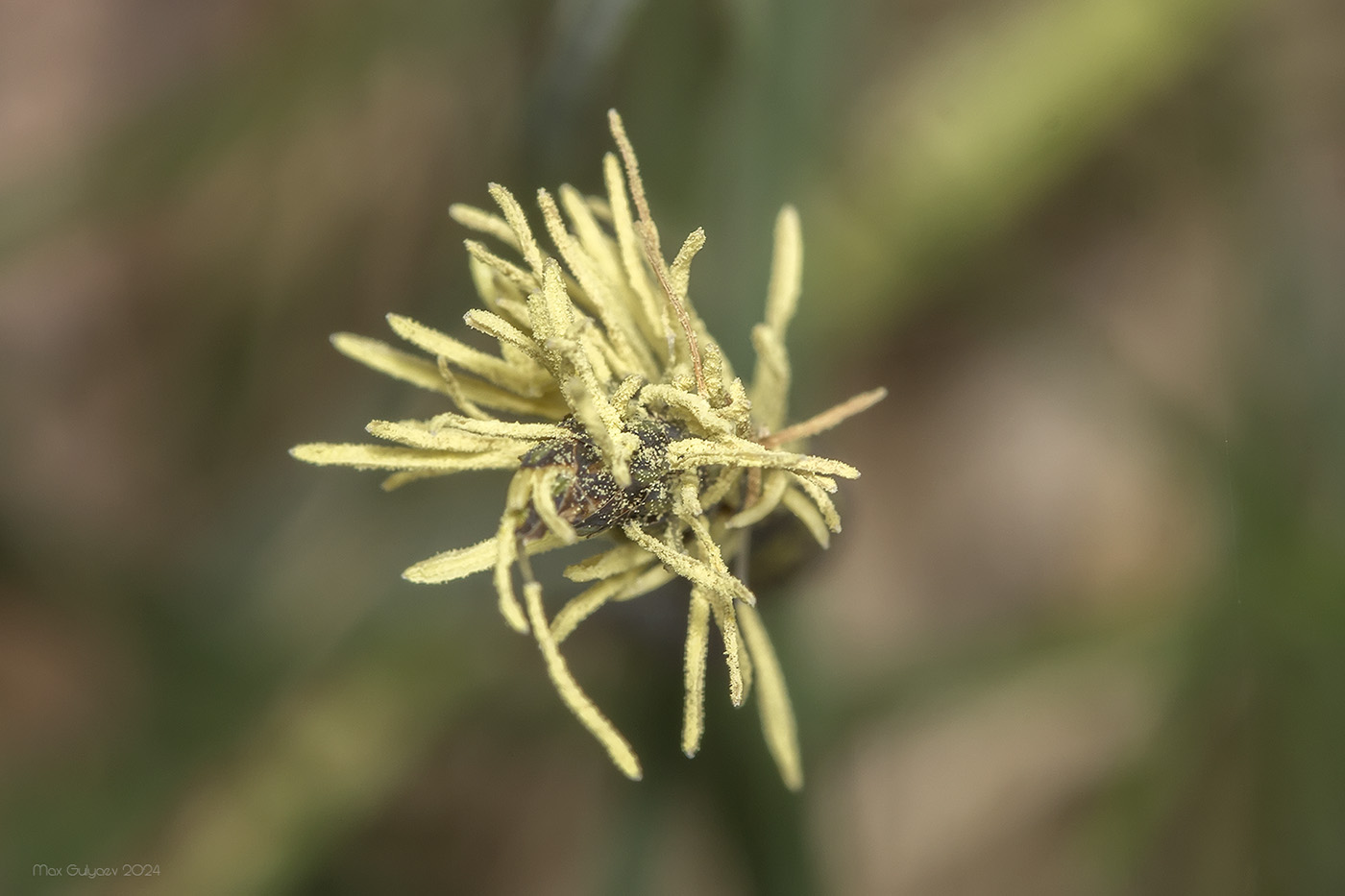 Изображение особи Carex cuspidata.