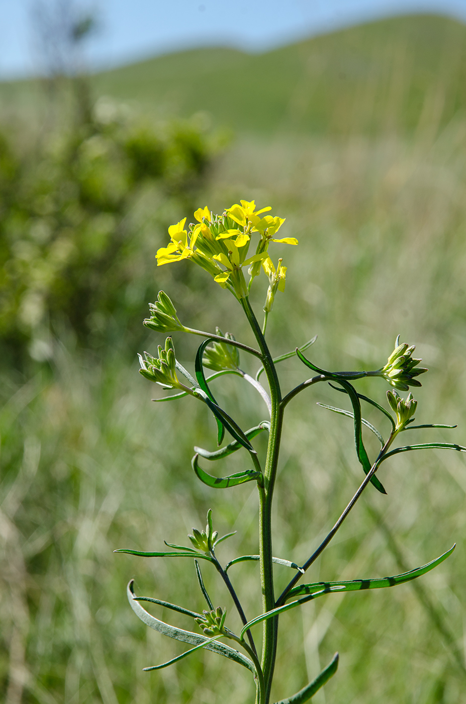 Image of Erysimum canescens specimen.