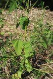 Atriplex calotheca. Нижняя часть плодоносящего растения. Ленинградская обл., Кингисеппский р-н, окр. дер. Выбье; берег Финского залива, песчаный пляж за рощицей Pinus sylvestris, зона заплеска. 04.08.2024.