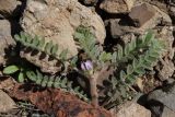 Astragalus sinaicus. Верхушка цветущего побега. Крым, окр. Балаклавы, можжевеловое редколесье. 13.04.2025.