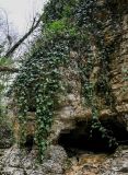 Hedera colchica