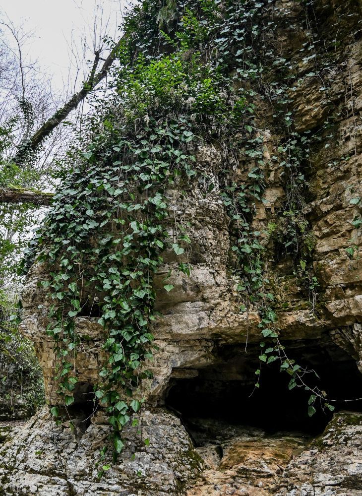 Изображение особи Hedera colchica.