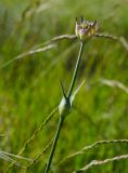 Dianthus andrzejowskianus