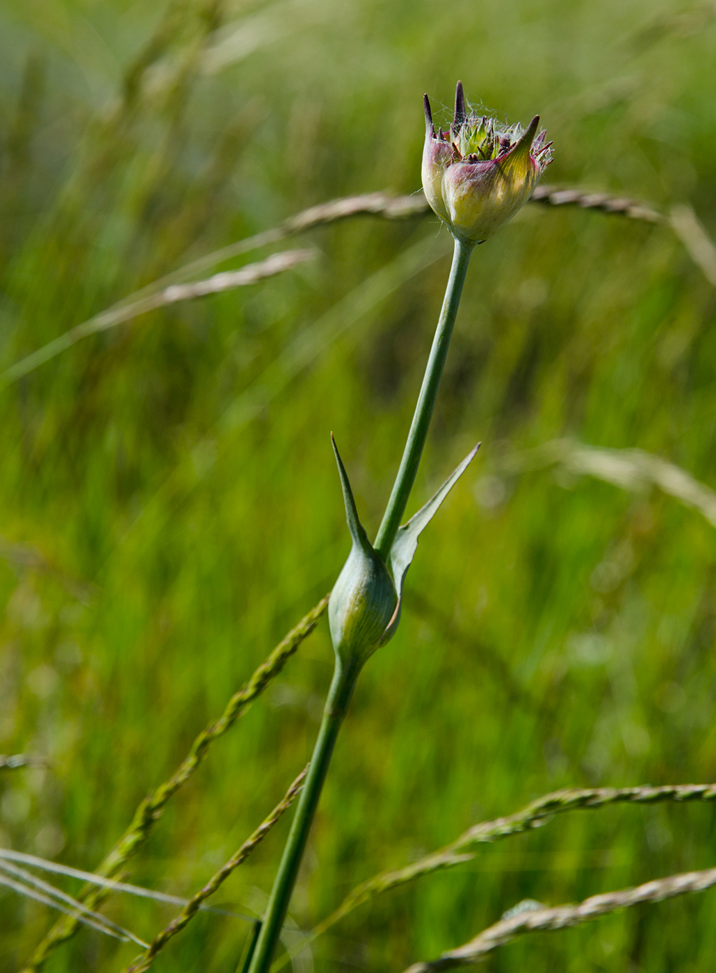 Image of Dianthus andrzejowskianus specimen.