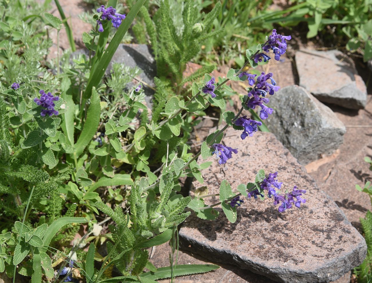 Изображение особи род Nepeta.