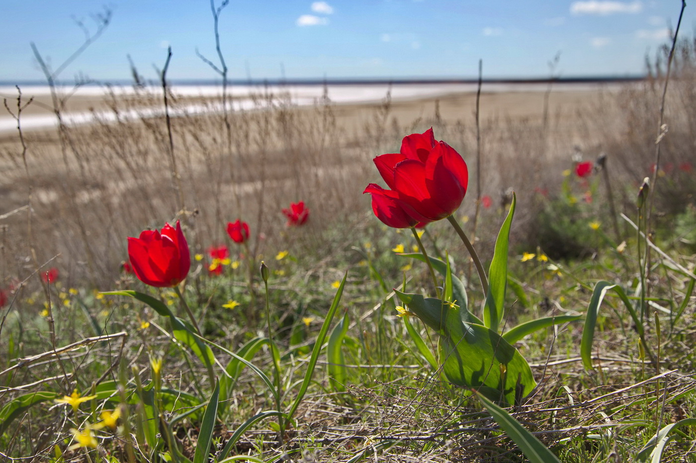 Image of Tulipa suaveolens specimen.