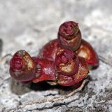 Image of taxon representative. Author is Вадим Прохоров