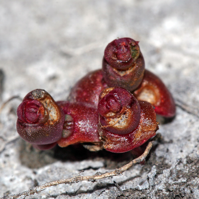 Image of Salicornia perennans specimen.