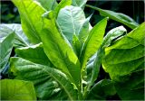 Nicotiana tabacum