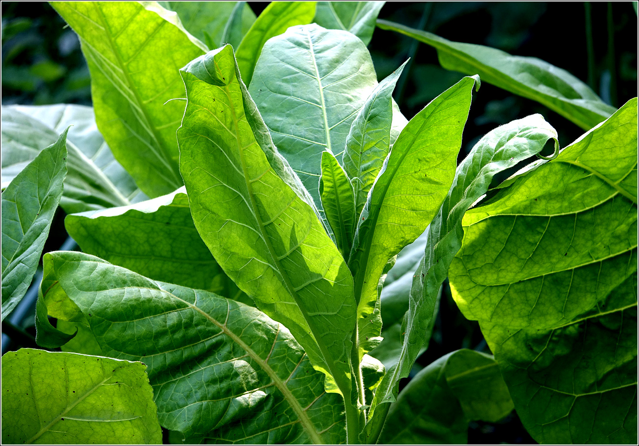 Изображение особи Nicotiana tabacum.