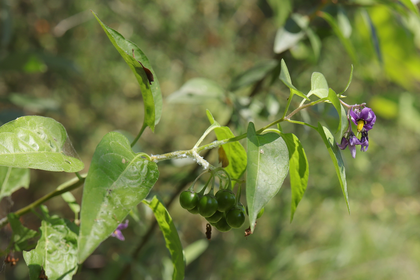 Image of Solanum kitagawae specimen.