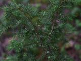 Juniperus communis. Плодоносящая ветвь. Ярославская обл., Мышкинский р-н, окр. дер. Борок, сосновый лес. 13 июля 2025 г.