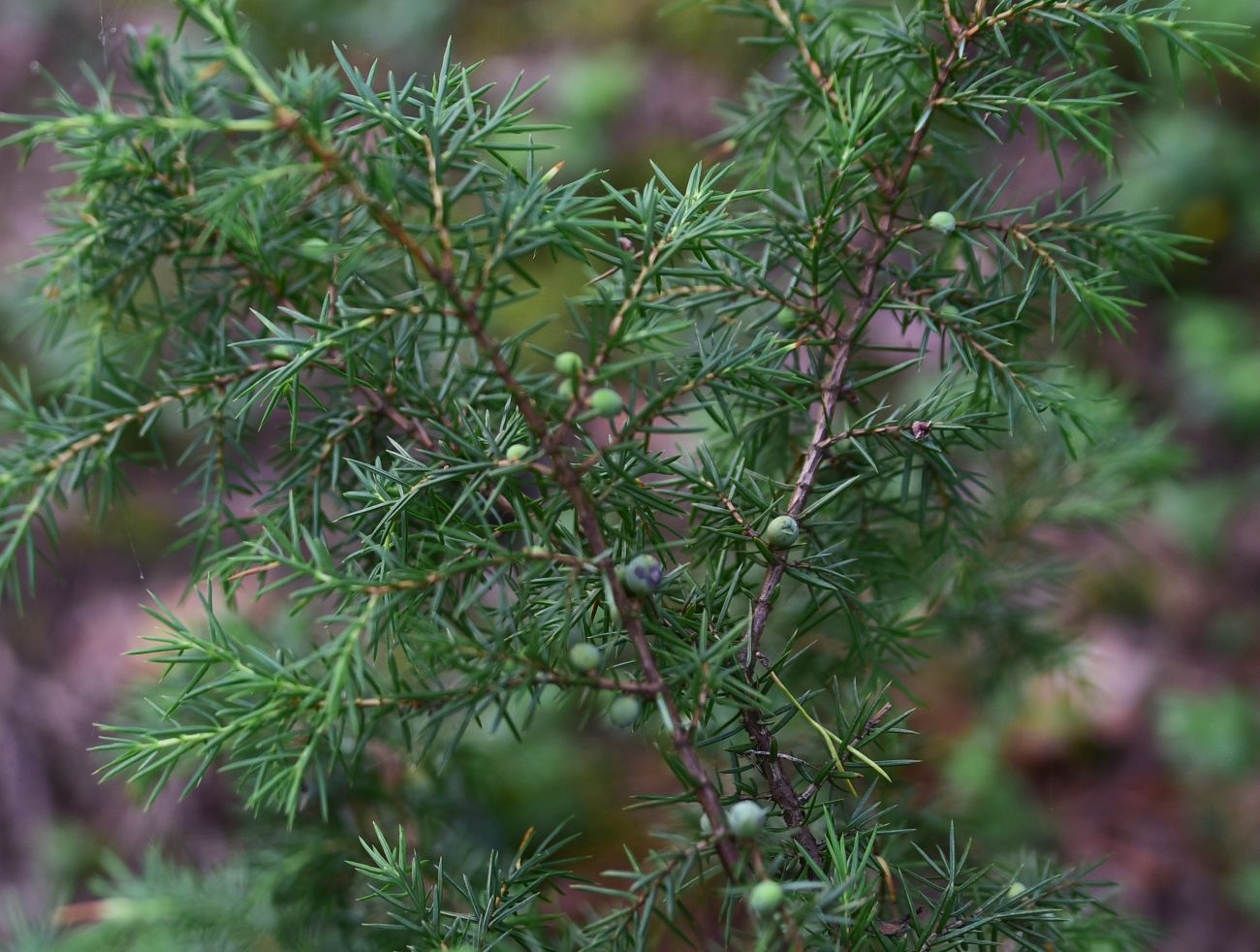 Изображение особи Juniperus communis.
