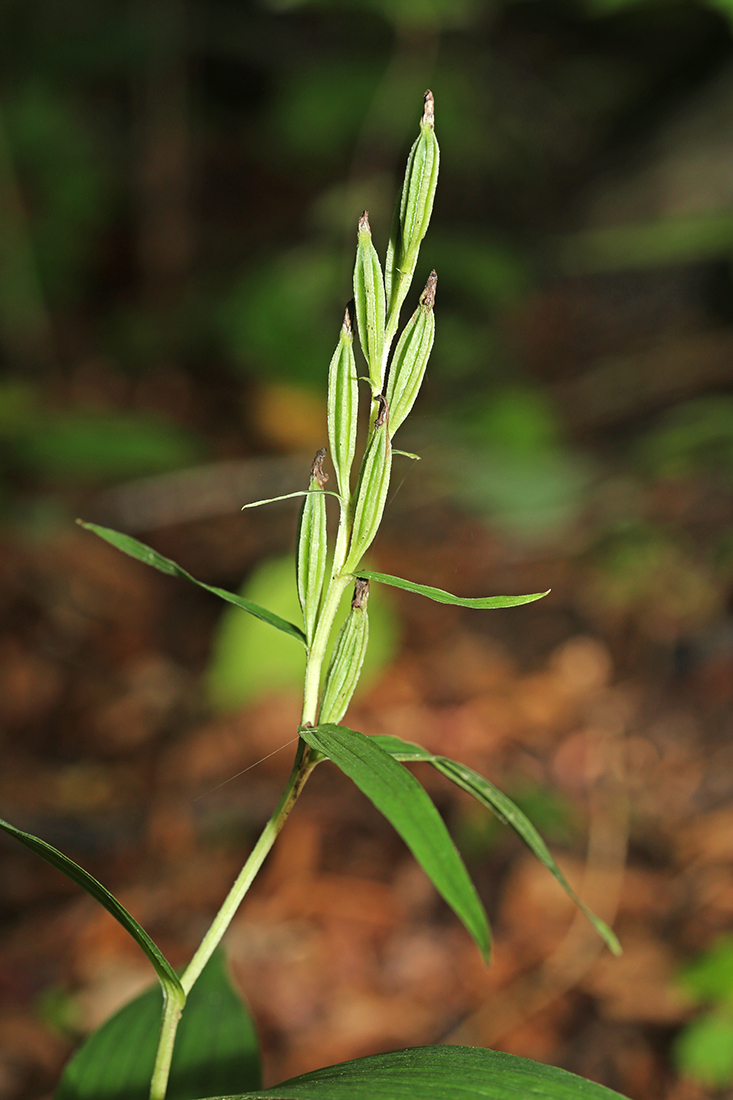 Image of Cephalanthera longibracteata specimen.