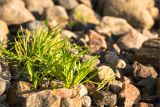 Tripolium pannonicum подвид tripolium. Цветущее растение (на заднем плане - Plantago maritima). Карелия, Лоухский р-н, окр. пос. Чкаловский, берег Белого моря, галечно-валунная литораль. 21.07.2025.