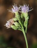 Saussurea odontolepis