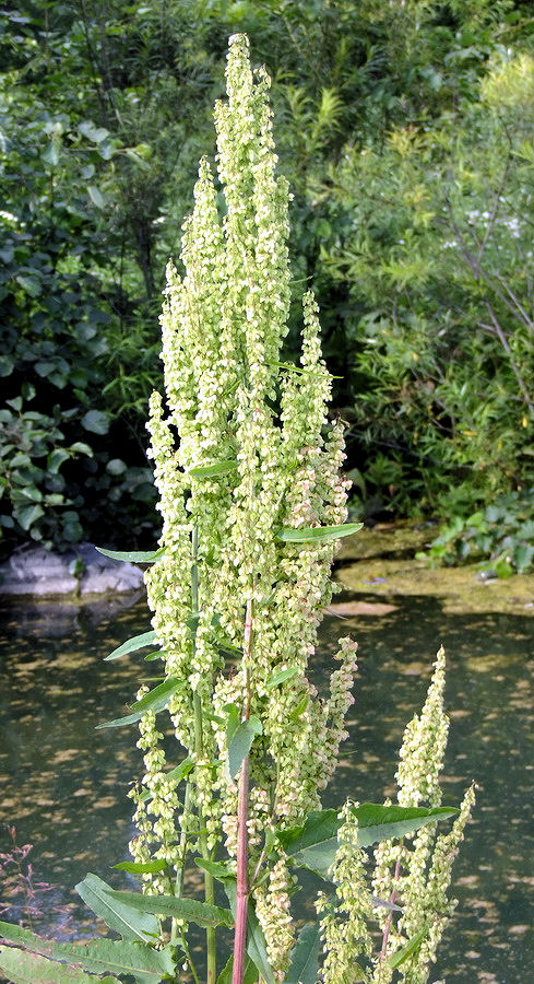 Изображение особи Rumex aquaticus.