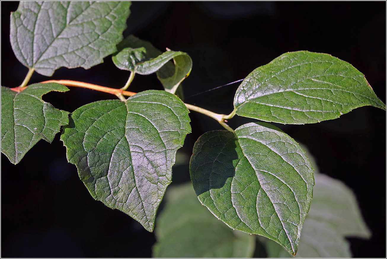 Image of Philadelphus pubescens specimen.