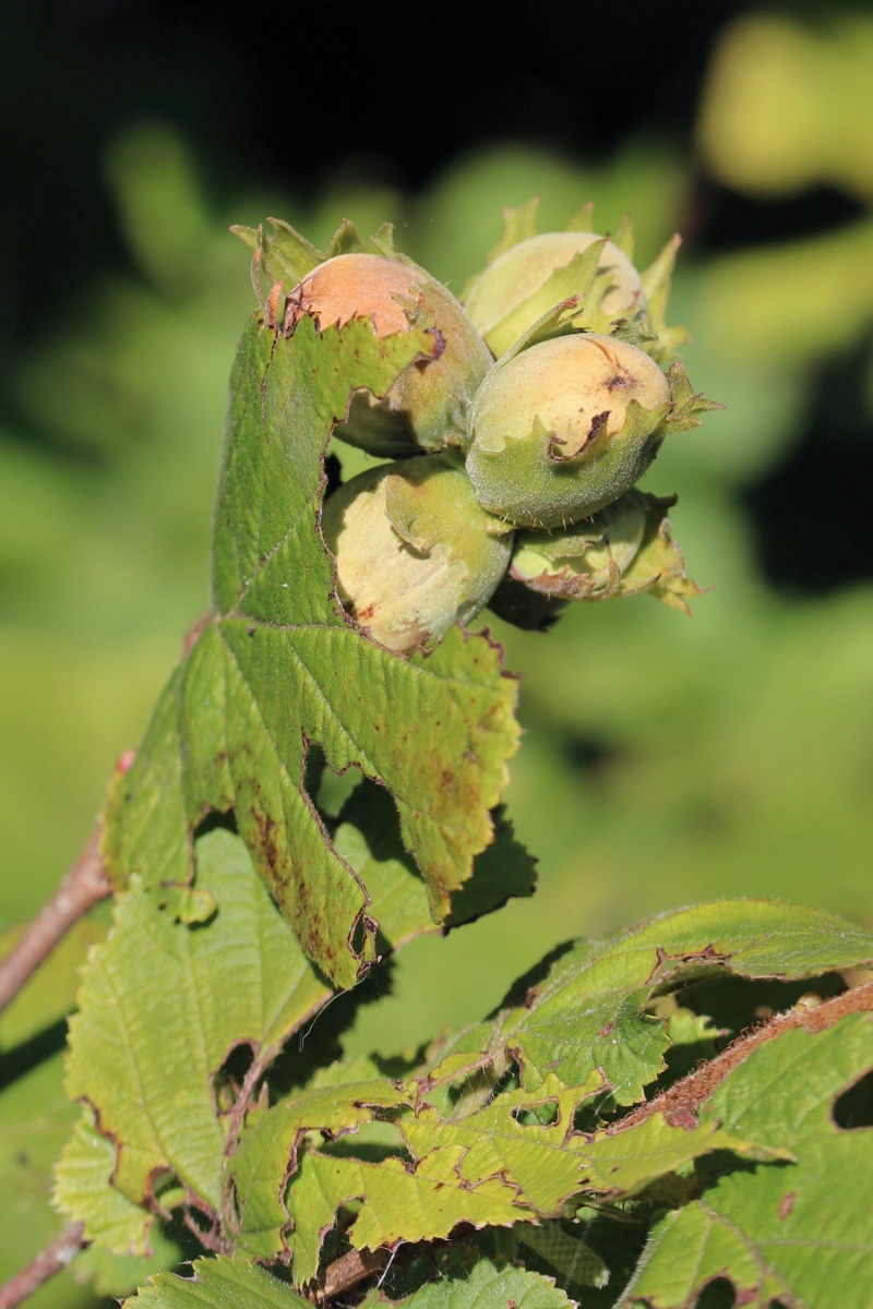 Изображение особи Corylus avellana.