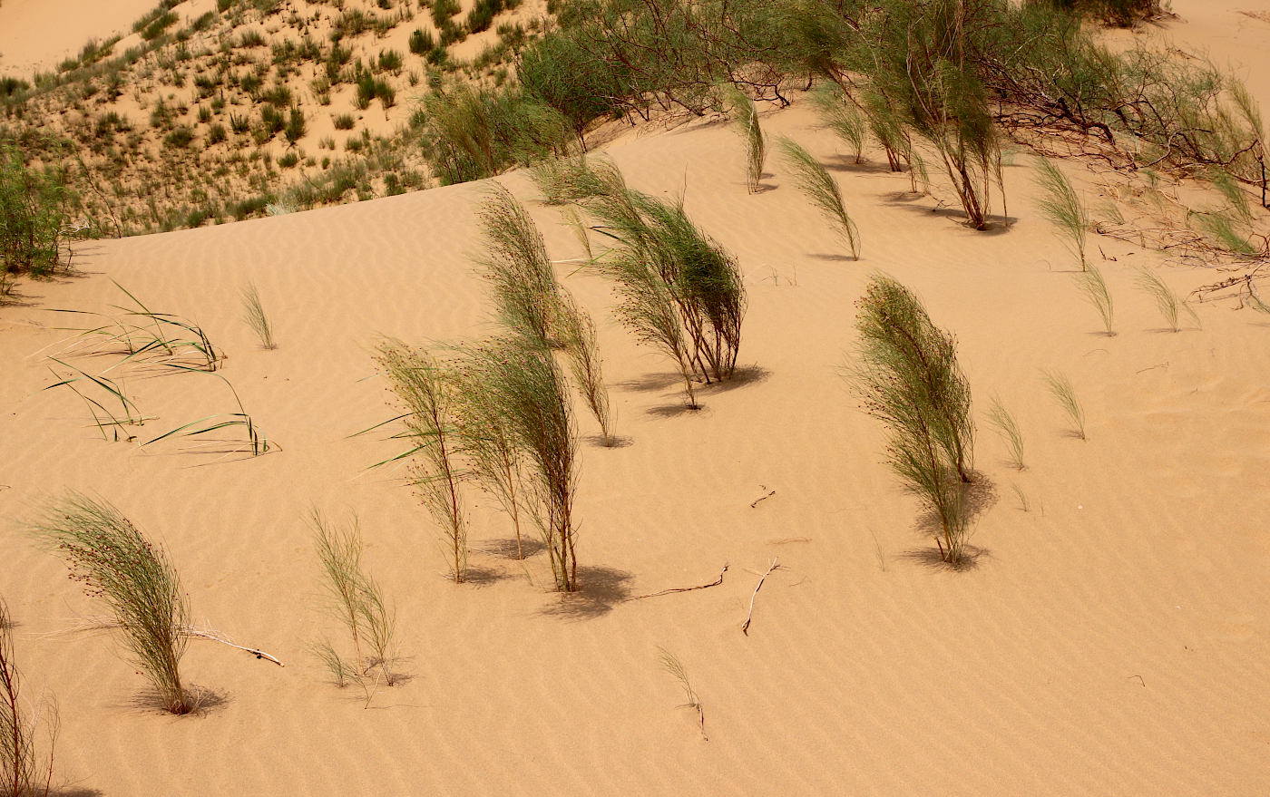 Изображение особи Eremosparton aphyllum.