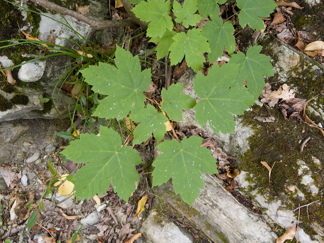 Изображение особи род Acer.