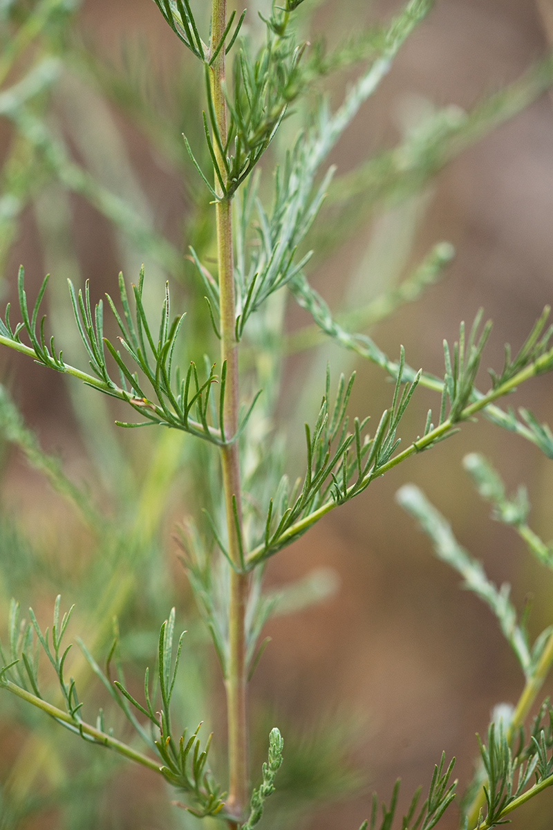 Image of genus Artemisia specimen.
